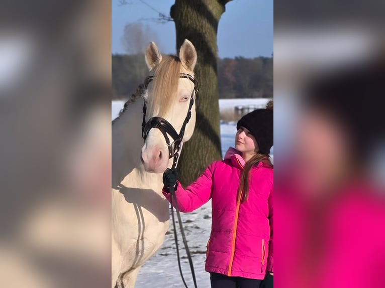 Poni alemán Caballo castrado 4 años 147 cm Perlino in Warendorf