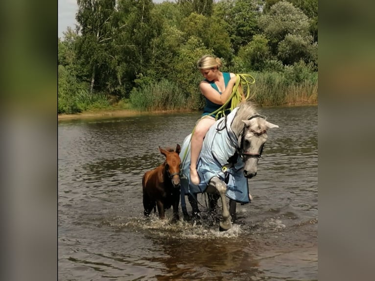 Poni alemán Caballo castrado 4 años 147 cm Tordo in Hamersen