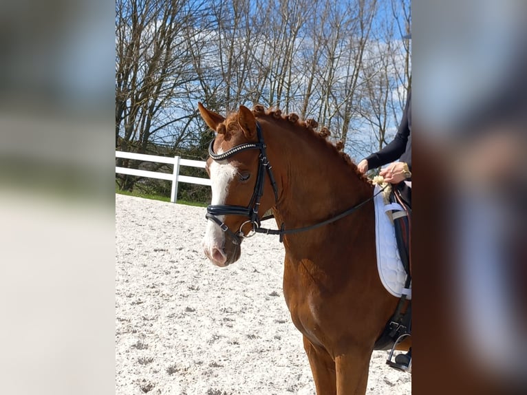 Poni alemán Caballo castrado 4 años 148 cm Alazán in Ilmenau