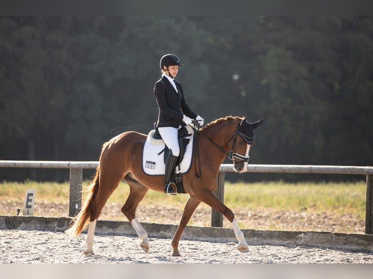 Poni alemán Caballo castrado 4 años 148 cm Alazán in Neunburg