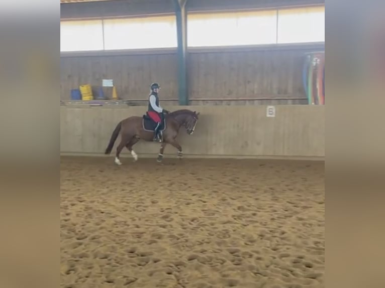 Poni alemán Caballo castrado 4 años 148 cm Alazán in Altenstadt an der Waldnaab