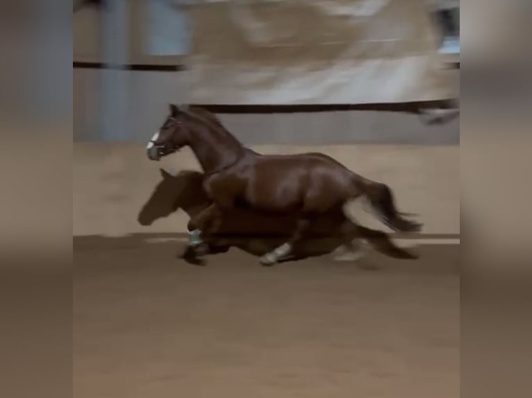 Poni alemán Caballo castrado 4 años 148 cm Alazán in Altenstadt an der Waldnaab