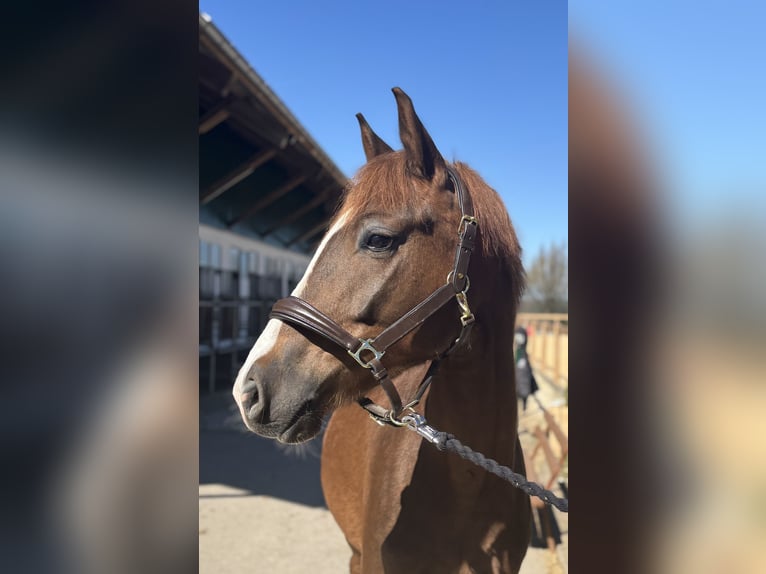 Poni alemán Caballo castrado 4 años 148 cm Alazán-tostado in Iggingen