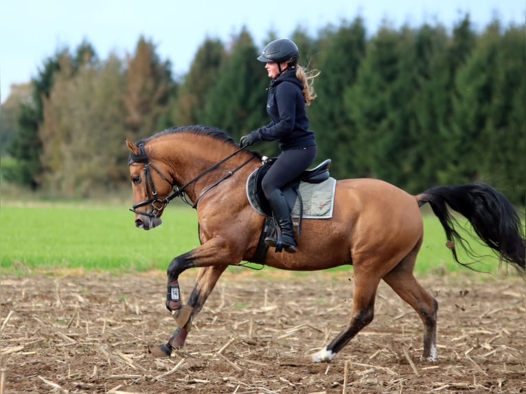 Poni alemán Caballo castrado 4 años 148 cm Bayo in Wildeshausen