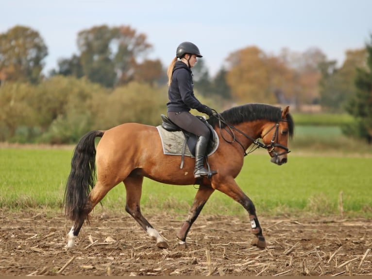 Poni alemán Caballo castrado 4 años 148 cm Bayo in Wildeshausen