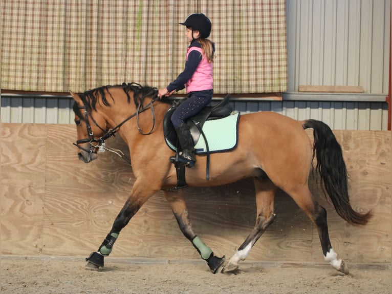 Poni alemán Caballo castrado 4 años 148 cm Bayo in Wildeshausen