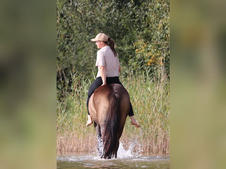 Poni alemán Caballo castrado 4 años 148 cm Buckskin/Bayo in Oberhausen