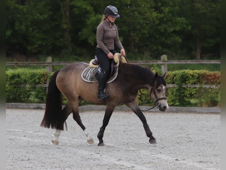 Poni alemán Caballo castrado 4 años 148 cm Buckskin/Bayo in Oberhausen