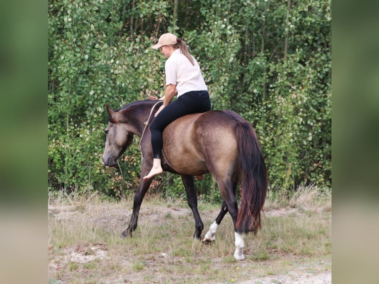Poni alemán Caballo castrado 4 años 148 cm Buckskin/Bayo in Oberhausen