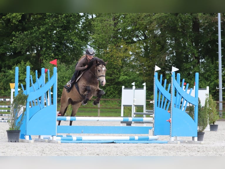 Poni alemán Caballo castrado 4 años 148 cm Buckskin/Bayo in Oberhausen