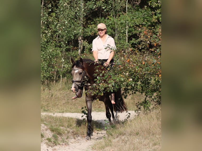Poni alemán Caballo castrado 4 años 148 cm Buckskin/Bayo in Oberhausen
