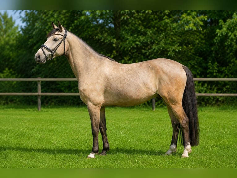 Poni alemán Caballo castrado 4 años 148 cm Buckskin/Bayo in Mettingen