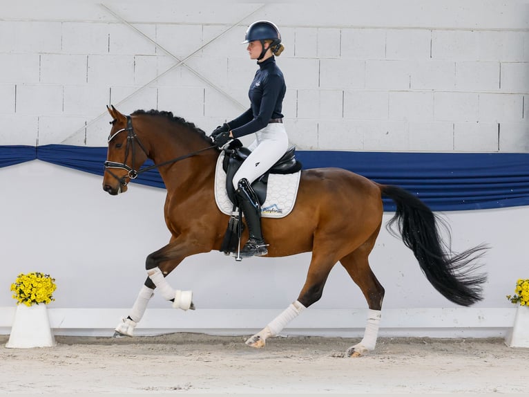 Poni alemán Caballo castrado 4 años 148 cm Castaño in Marsberg