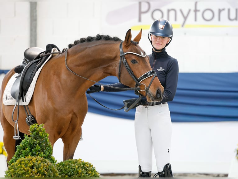 Poni alemán Caballo castrado 4 años 148 cm Castaño in Marsberg