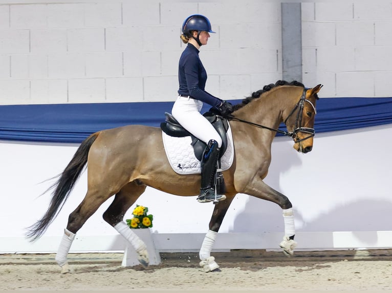 Poni alemán Caballo castrado 4 años 148 cm Castaño in Marsberg