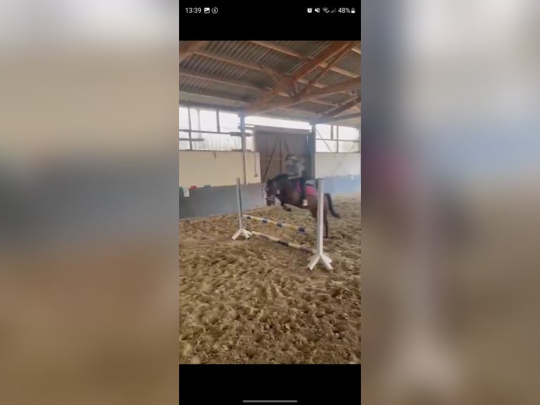 Poni alemán Mestizo Caballo castrado 4 años 148 cm Castaño in M&#xFC;lheim an der Ruhr