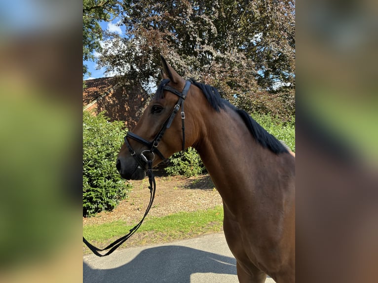 Poni alemán Caballo castrado 4 años 148 cm Castaño in Lachendorf