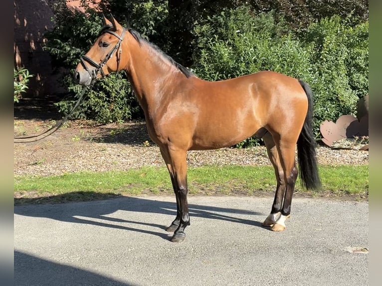 Poni alemán Caballo castrado 4 años 148 cm Castaño in Lachendorf