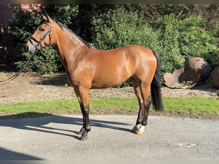 Poni alemán Caballo castrado 4 años 148 cm Castaño in Lachendorf
