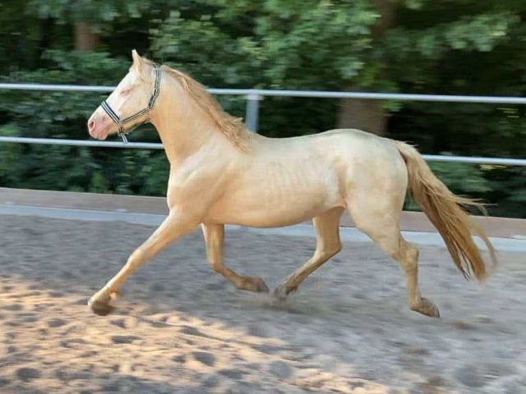 Poni alemán Caballo castrado 4 años 148 cm Cremello in Schwäbisch Hall