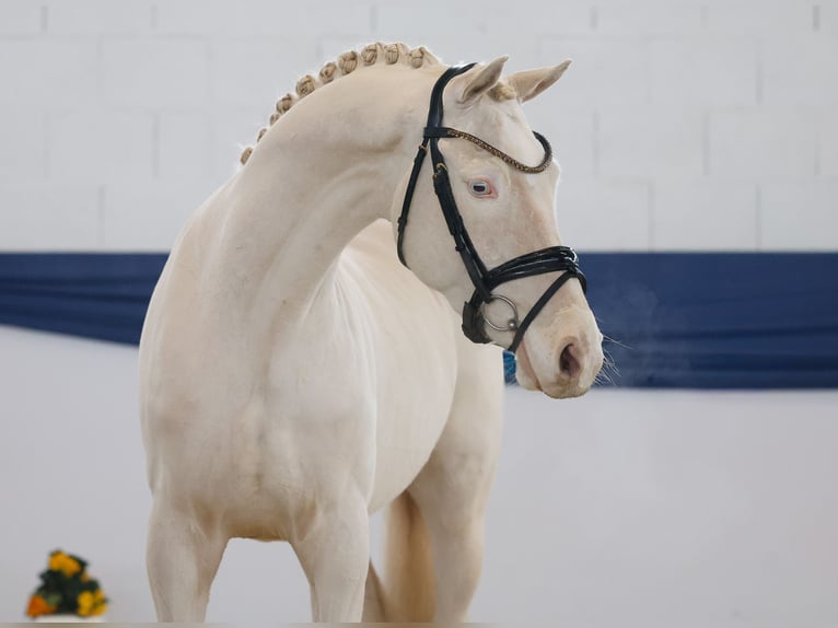 Poni alemán Caballo castrado 4 años 148 cm Cremello in Marsberg