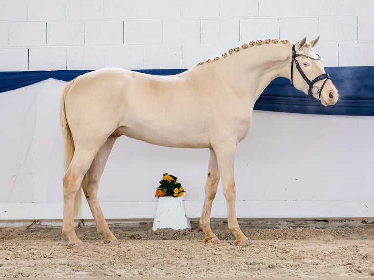Poni alemán Caballo castrado 4 años 148 cm Cremello in Marsberg