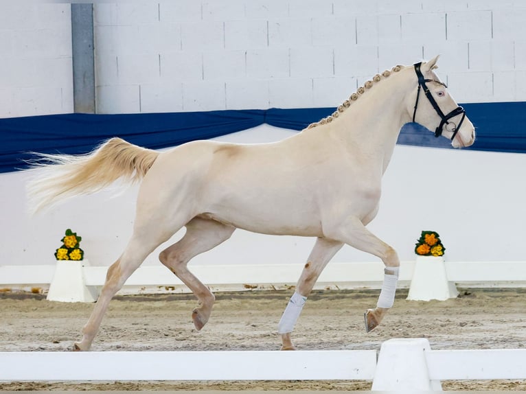 Poni alemán Caballo castrado 4 años 148 cm Cremello in Marsberg