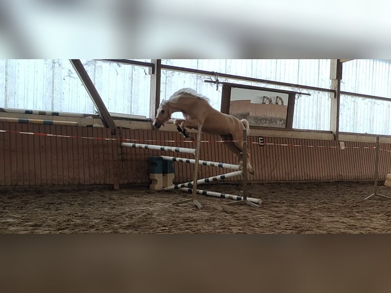 Poni alemán Caballo castrado 4 años 148 cm Palomino in Worms