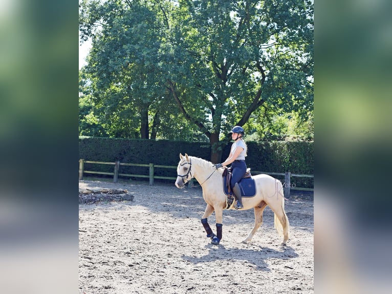Poni alemán Caballo castrado 4 años 148 cm Palomino in Kempen