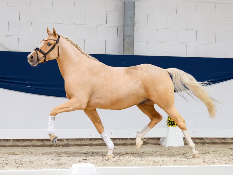 Poni alemán Caballo castrado 4 años 148 cm Palomino in Marsberg