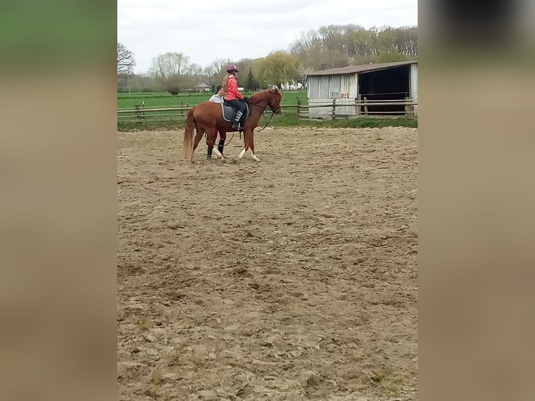 Poni alemán Caballo castrado 4 años 149 cm Alazán in Hamm