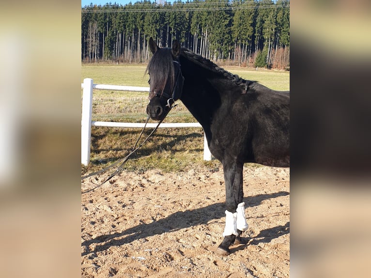 Poni alemán Caballo castrado 4 años 149 cm Negro in Waidhaus