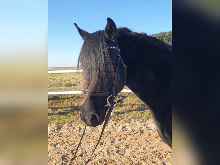 Poni alemán Caballo castrado 4 años 149 cm Negro in Waidhaus