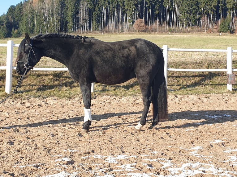 Poni alemán Caballo castrado 4 años 149 cm Negro in Waidhaus