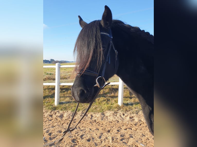 Poni alemán Caballo castrado 4 años 149 cm Negro in Waidhaus