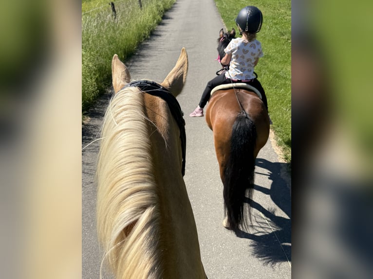 Poni alemán Caballo castrado 4 años 149 cm Palomino in Blieskastel