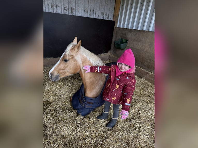 Poni alemán Caballo castrado 4 años 149 cm Palomino in Blieskastel