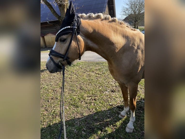 Poni alemán Caballo castrado 4 años 149 cm Palomino in Blieskastel