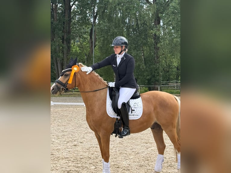 Poni alemán Caballo castrado 4 años 149 cm Palomino in Blieskastel