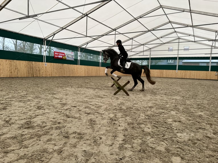 Poni alemán Caballo castrado 4 años 149 cm Tordo rodado in Martfeld