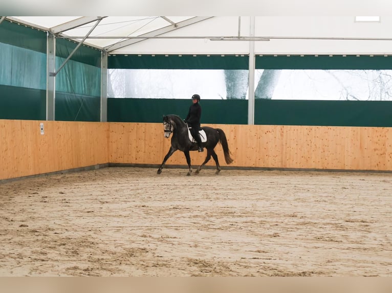 Poni alemán Caballo castrado 4 años 149 cm Tordo rodado in Martfeld