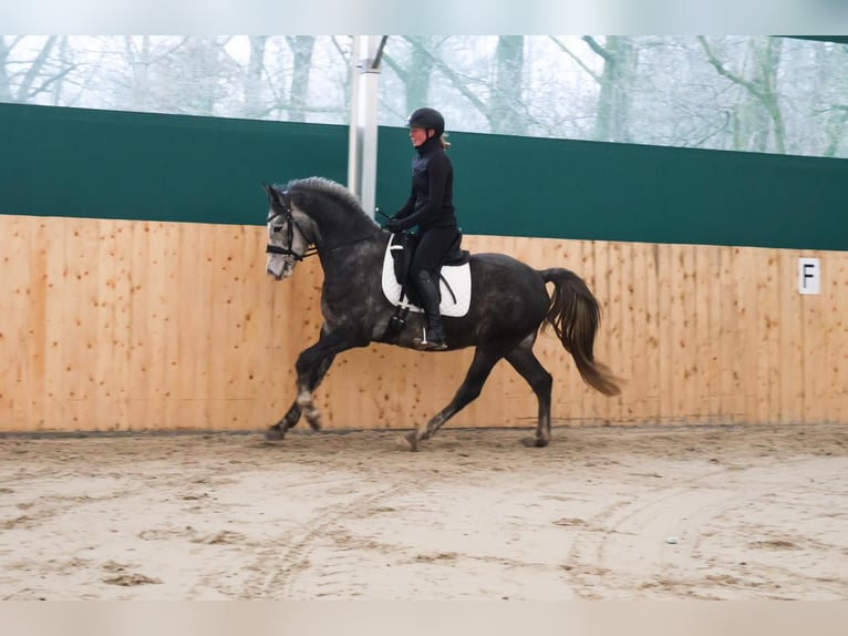 Poni alemán Caballo castrado 4 años 149 cm Tordo rodado in Martfeld