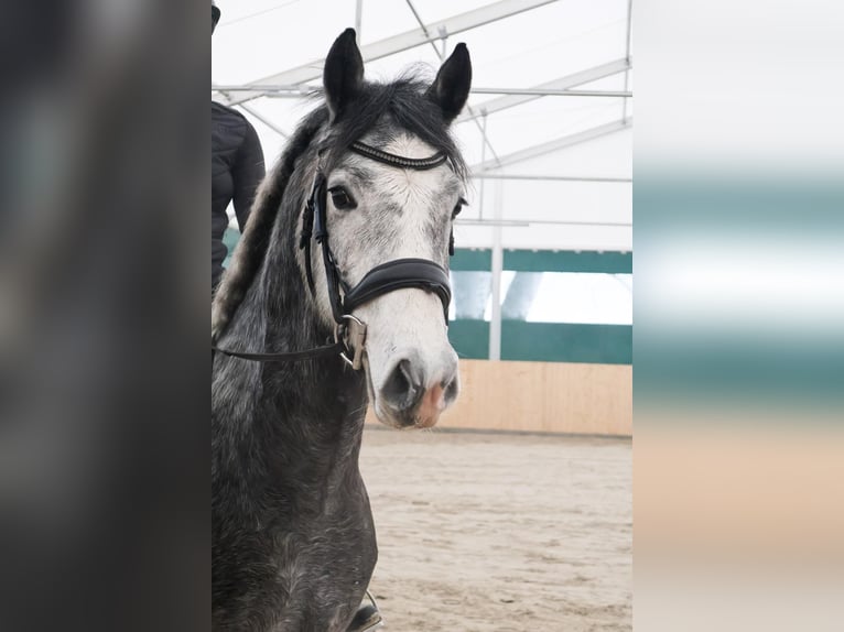 Poni alemán Caballo castrado 4 años 149 cm Tordo rodado in Martfeld