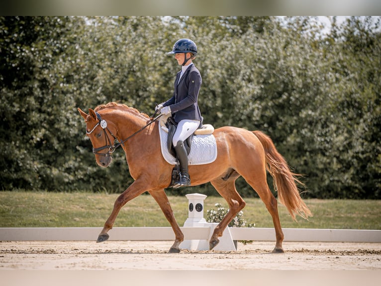 Poni alemán Caballo castrado 4 años 150 cm Alazán in L&#xFC;dinghausen
