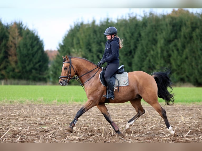 Poni alemán Caballo castrado 4 años 150 cm Bayo in Wildeshausen