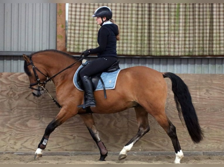 Poni alemán Caballo castrado 4 años 150 cm Bayo in Wildeshausen