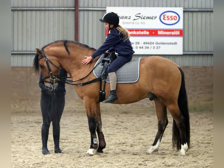 Poni alemán Caballo castrado 4 años 150 cm Bayo in Wildeshausen