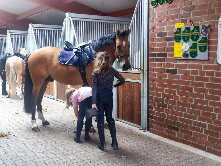 Poni alemán Caballo castrado 4 años 150 cm Bayo in Wildeshausen
