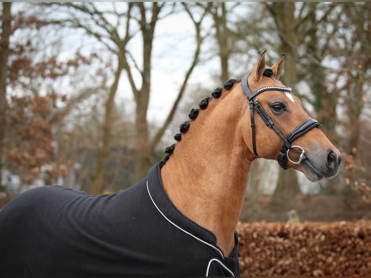 Poni alemán Caballo castrado 4 años 150 cm Bayo in Wildeshausen