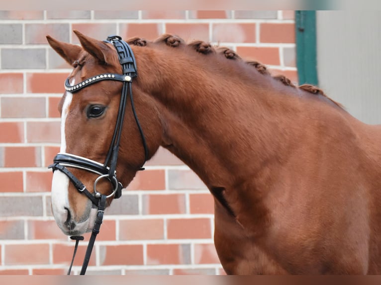 Poni alemán Caballo castrado 4 años 150 cm in Fürstenau